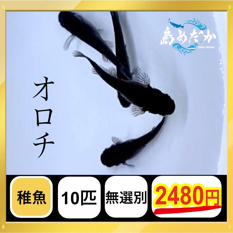 メダカ オロチ 稚魚 １０匹セット 無選別 Oro001 島めだかヤフー店 通販 Yahoo ショッピング