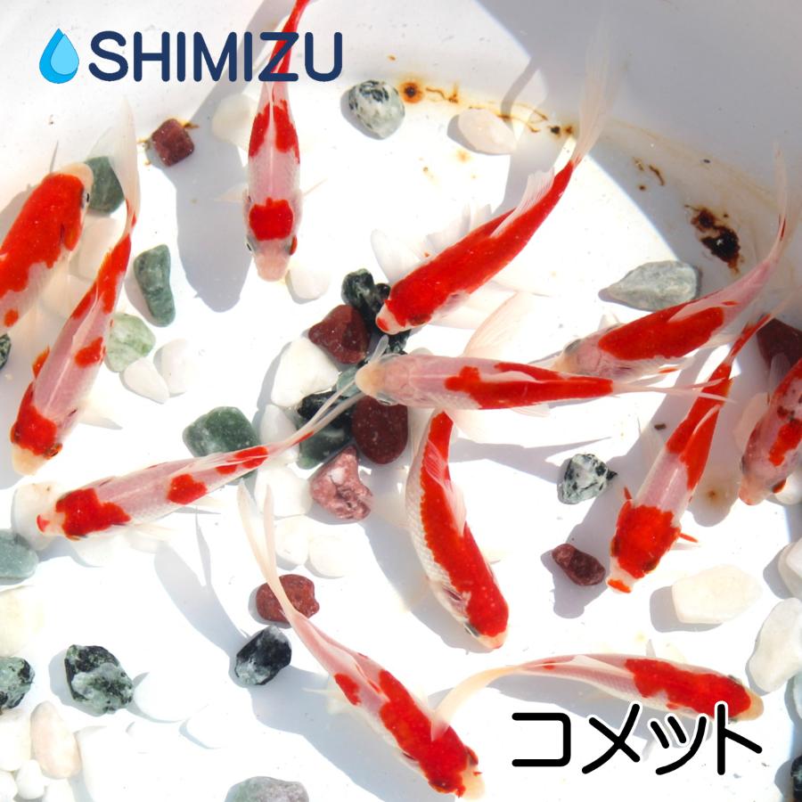 金魚 コメット 10匹 Segurosaurora Com
