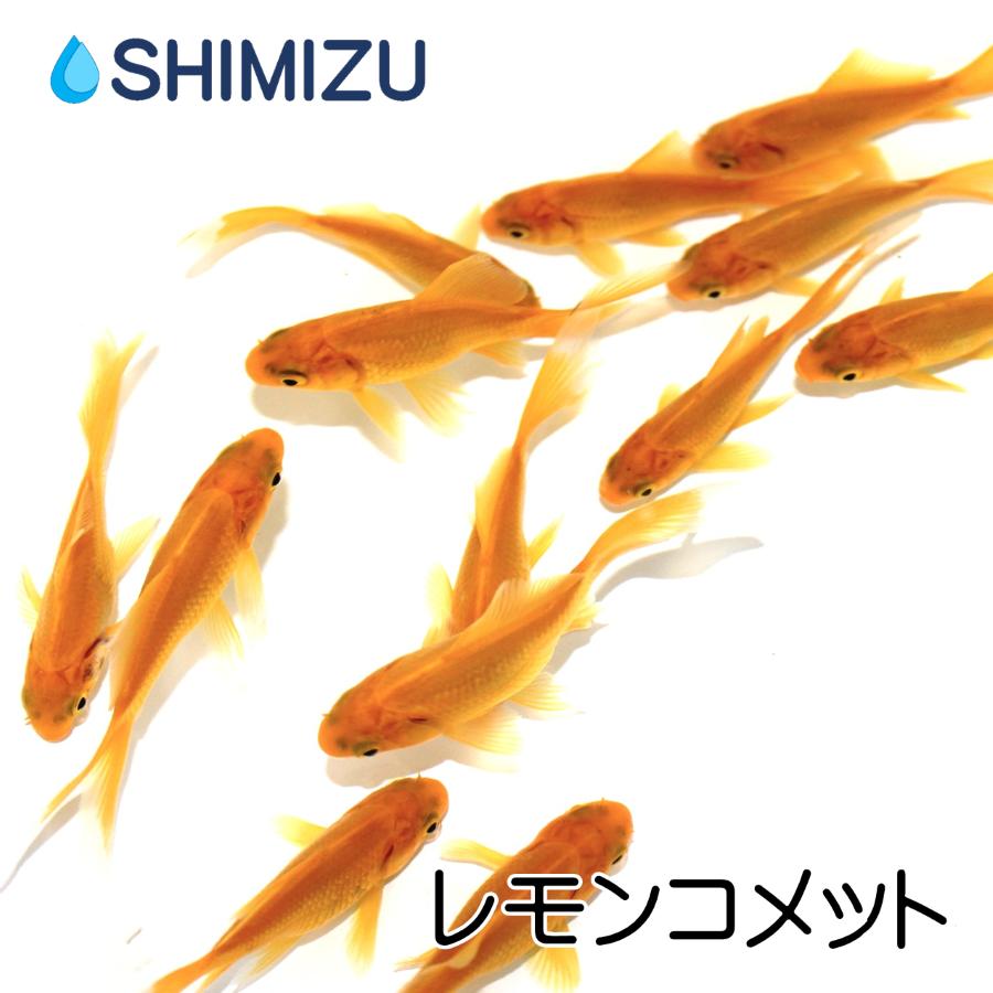 豪華な 金魚 レモンコメット 3匹 価格交渉ok送料無料