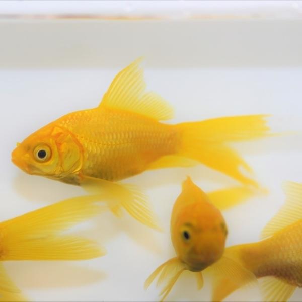 金魚 レモンコメット 3匹 Ki Co0014 金魚屋しみず Yahoo 店 通販 Yahoo ショッピング