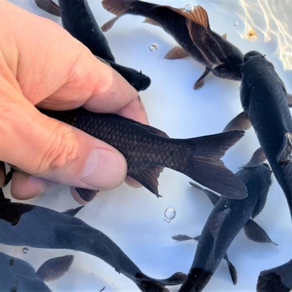 金魚 国産ブラックコメット ひげ無し 2匹 Ki Co0022 金魚屋しみず Yahoo 店 通販 Yahoo ショッピング