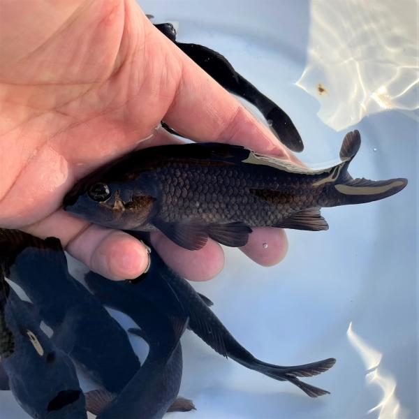 金魚 国産ブラックコメット ひげ無し 5匹 Ki Co0024 金魚屋しみず Yahoo 店 通販 Yahoo ショッピング