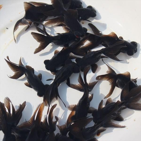35 Off 金魚 黒出目金 3匹 正規品