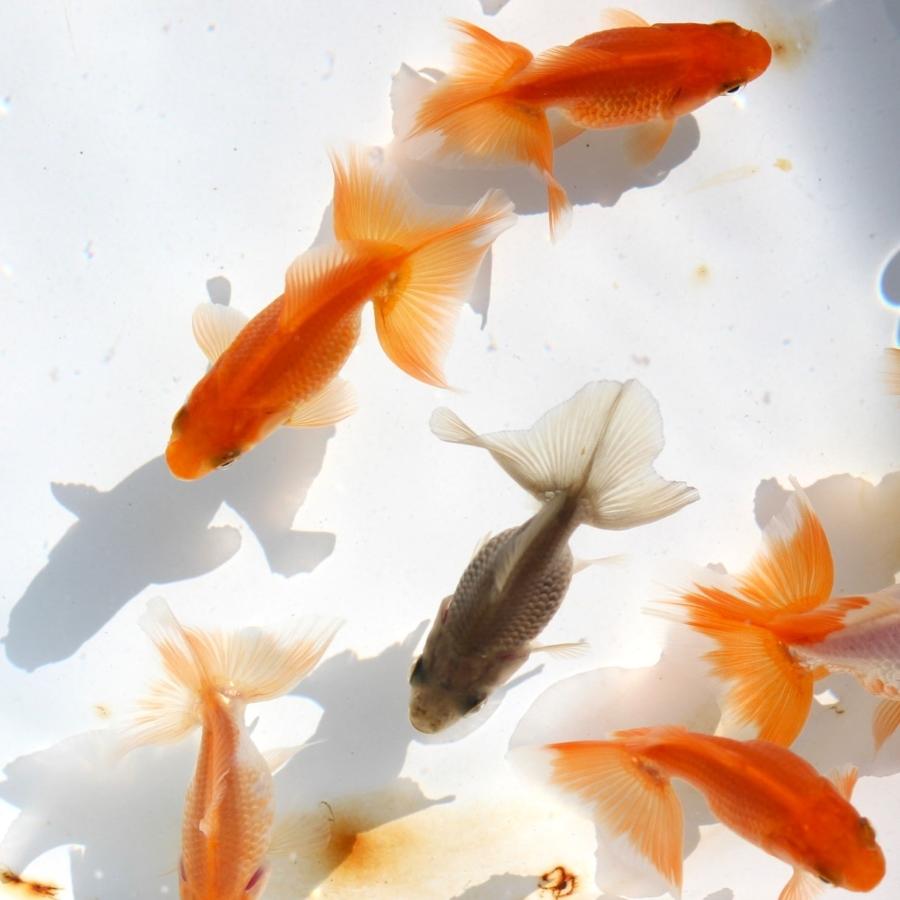 金魚/土佐金 5匹 : 金魚屋しみず Yahoo!店 - 通販 - Yahoo 金魚/土佐金 5匹 : 金魚屋しみず Yahoo!店 - 通販 - Yahoo