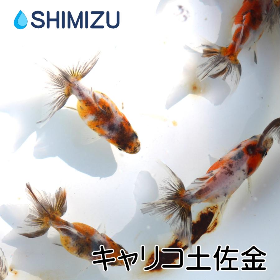 金魚/キャリコ土佐金 3匹 : 金魚屋しみず Yahoo!店 - 通販 金魚/キャリコ土佐金 3匹 : 金魚屋しみず Yahoo!店 - 通販