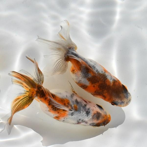 金魚 キャリコ土佐金 3匹 Ki Hk0004 金魚屋しみず Yahoo 店 通販 Yahoo ショッピング