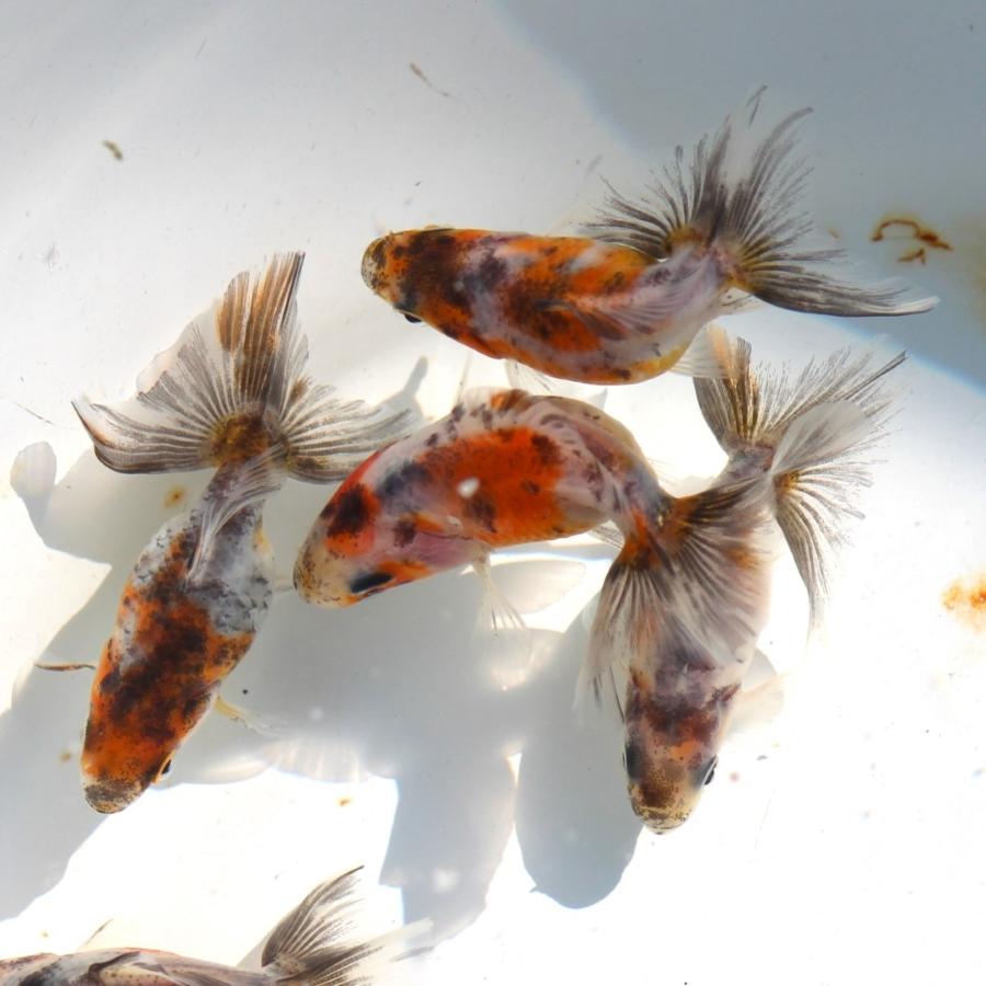 金魚/キャリコ土佐金 3匹 : 金魚屋しみず Yahoo!店 - 通販 金魚/キャリコ土佐金 3匹 : 金魚屋しみず Yahoo!店 - 通販