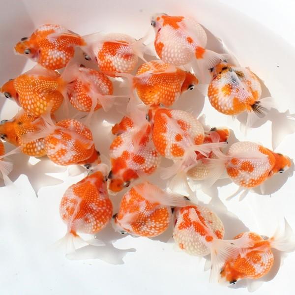 新作入荷 新品 金魚 ピンポンパール 3匹 永遠の定番