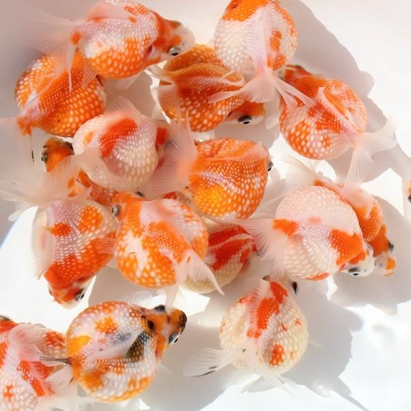 新作入荷 新品 金魚 ピンポンパール 3匹 永遠の定番