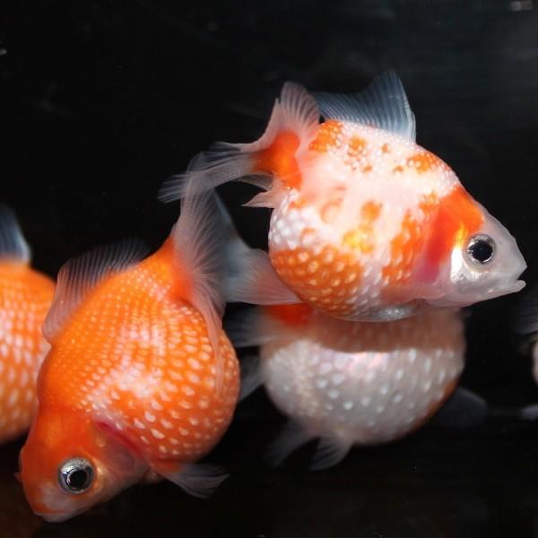 訳あり商品 金魚 ピンポンパール 5匹 低価格