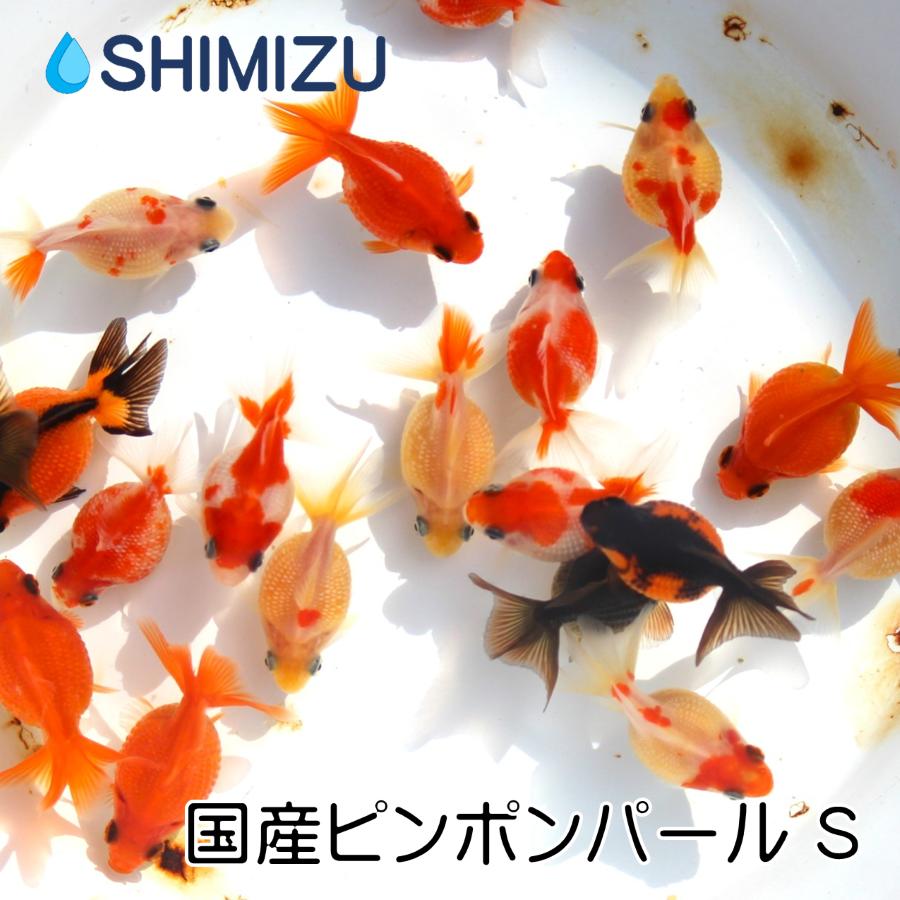 金魚 国産ピンポンパール 2匹 Ki Hp0009 金魚屋しみず Yahoo 店 通販 Yahoo ショッピング
