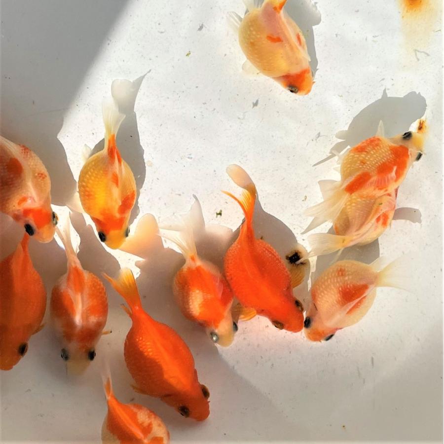い出のひと時に とびきりのおしゃれを 金魚 国産ちょうちんパール 2匹