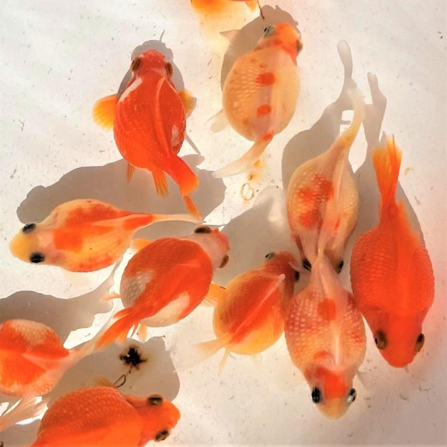 金魚 国産ちょうちんパール 3匹 Ki Hp0015 金魚屋しみず Yahoo 店 通販 Yahoo ショッピング