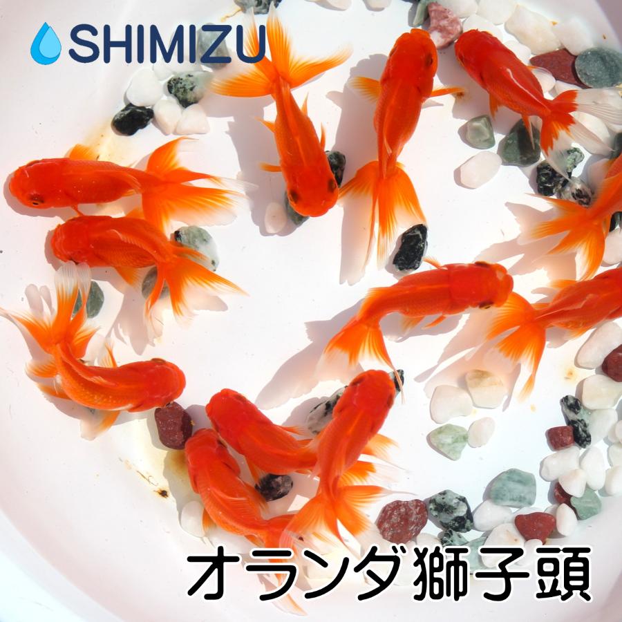 金魚／オランダ獅子頭 5匹｜shimizukingyo