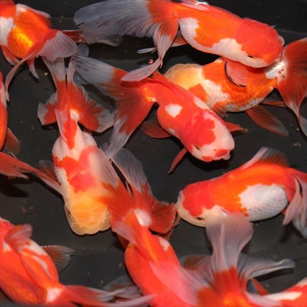 金魚 贅沢品 更紗オランダ獅子頭 1匹