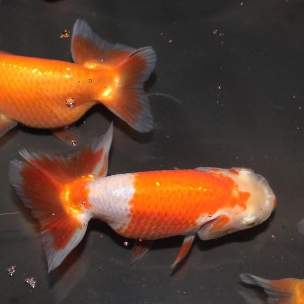 金魚 浜松らんちゅう 6ｃｍ 1匹 木 金曜発送限定 Ki Ra0021 金魚屋しみず Yahoo 店 通販 Yahoo ショッピング