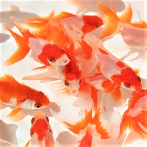 金魚 更紗琉金 10匹 Ki Ry0008 金魚屋しみず Yahoo 店 通販 Yahoo ショッピング