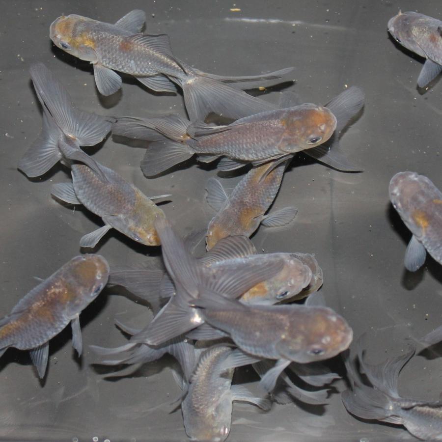 金魚/青文魚 1匹 : 金魚屋しみず Yahoo!店 - 通販 - Yahoo 金魚/青文魚 1匹 : 金魚屋しみず Yahoo!店 - 通販 - Yahoo
