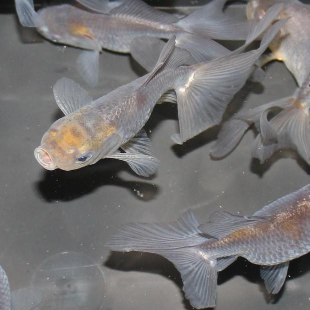 金魚/青文魚 1匹 : 金魚屋しみず Yahoo!店 - 通販 - Yahoo 金魚/青文魚 1匹 : 金魚屋しみず Yahoo!店 - 通販 - Yahoo