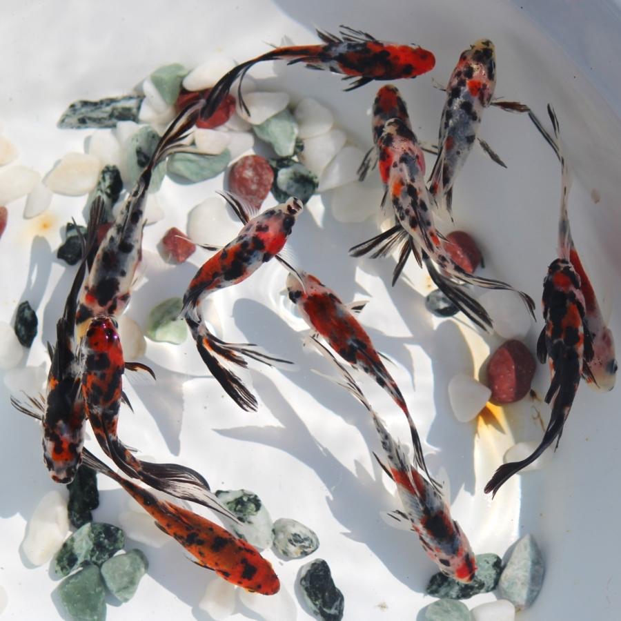 金魚/朱文金 10匹 : 金魚屋しみず Yahoo!店 - 通販 - Yahoo 金魚/朱文金 10匹 : 金魚屋しみず Yahoo!店 - 通販 - Yahoo