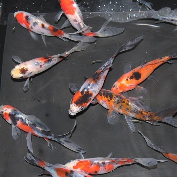 予約販売品 金魚 メタリック朱文金 10匹