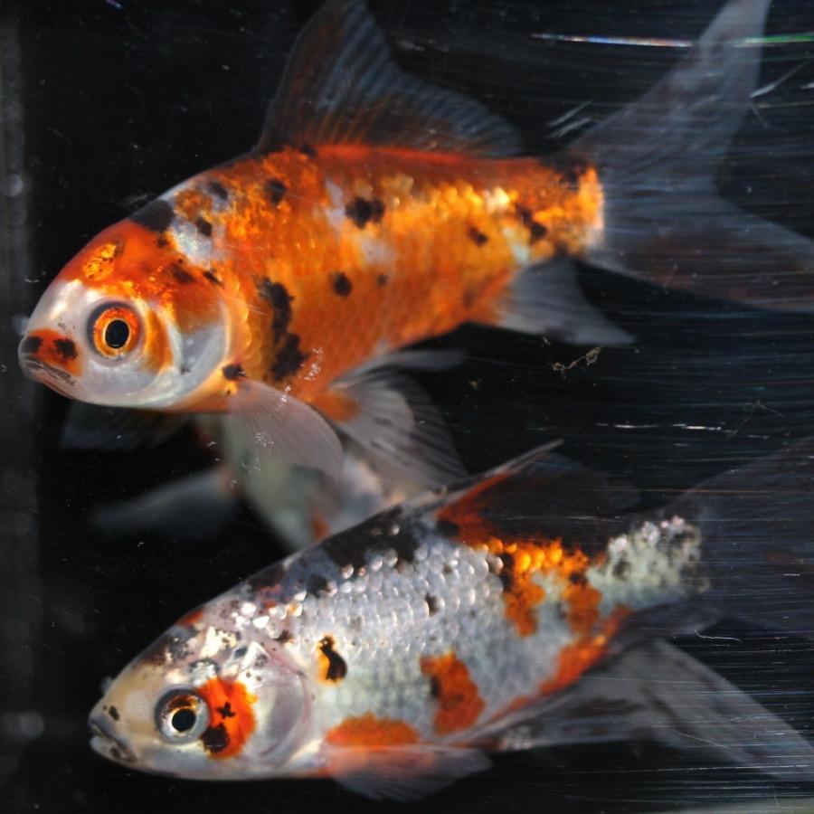 予約販売品 金魚 メタリック朱文金 10匹