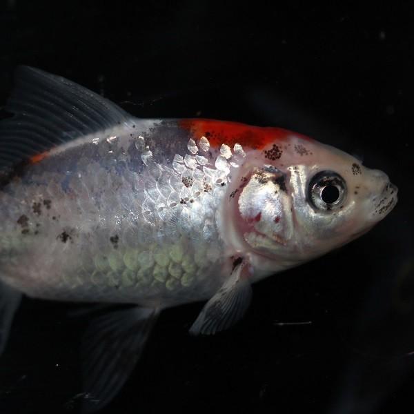 予約販売品 金魚 メタリック朱文金 10匹