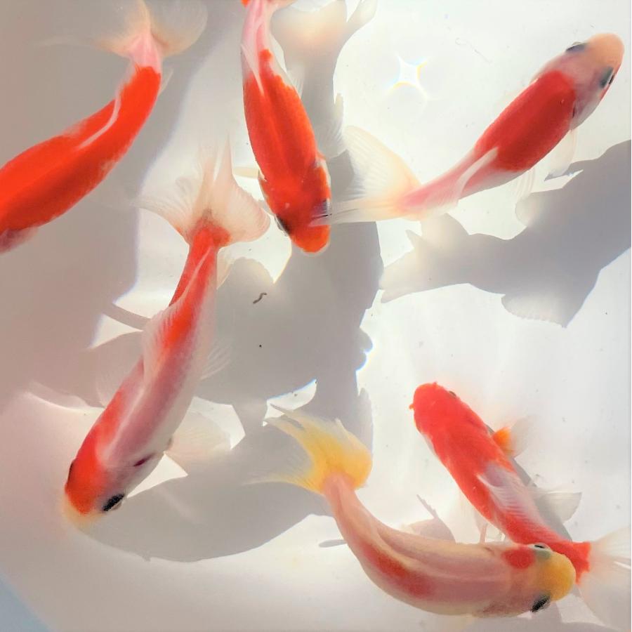 金魚/桜和金(三ッ尾〜四ッ尾) 1匹 : 金魚屋しみず Yahoo!店 金魚/桜和金(三ッ尾〜四ッ尾) 1匹 : 金魚屋しみず Yahoo!店