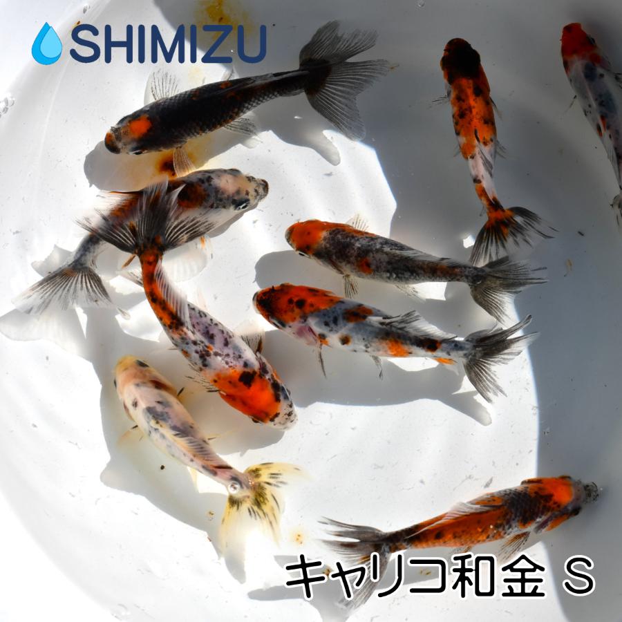 金魚/キャリコ和金(三ッ尾〜四ッ尾) 1匹 : 金魚屋しみず 金魚/キャリコ和金(三ッ尾〜四ッ尾) 1匹 : 金魚屋しみず