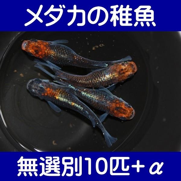 【メダカの稚魚】煌（きらめき） 無選別10匹+α｜shimizukingyo