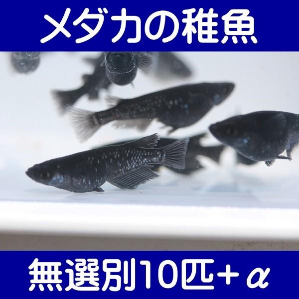 メダカの稚魚 ブラックダイヤ 【69%OFF!】 国内配送 無選別10匹+α