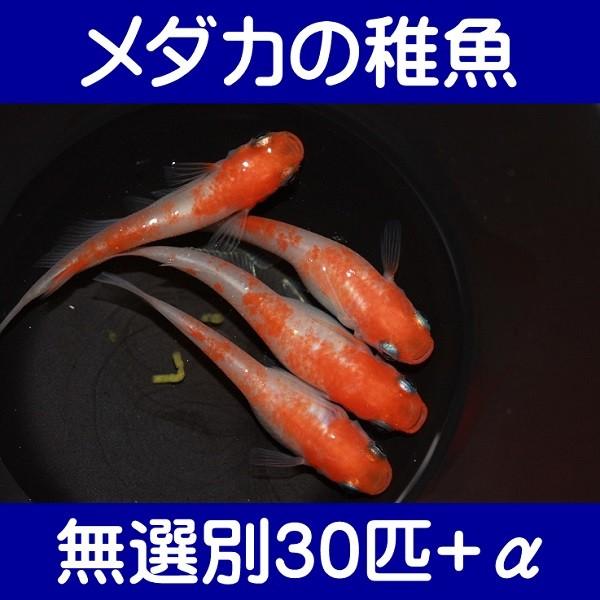 年末のプロモーション メダカ めだか 稚魚 無選別30匹 A メダカの稚魚 小町 繁殖 紅白 非透明鱗 小町 観賞魚生体 Albinofoundation Org