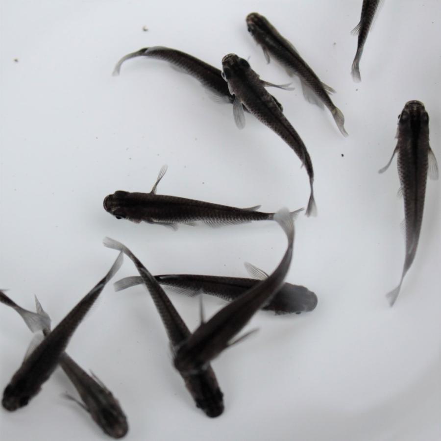 メダカ スーパーブラックメダカ 5匹 Me Bu0003 金魚屋しみず Yahoo 店 通販 Yahoo ショッピング