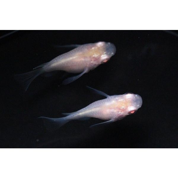 再入荷 アルビノ楊貴妃メダカ ダルマ Sグレード 3匹 観賞魚生体 Www Koblenz Lv
