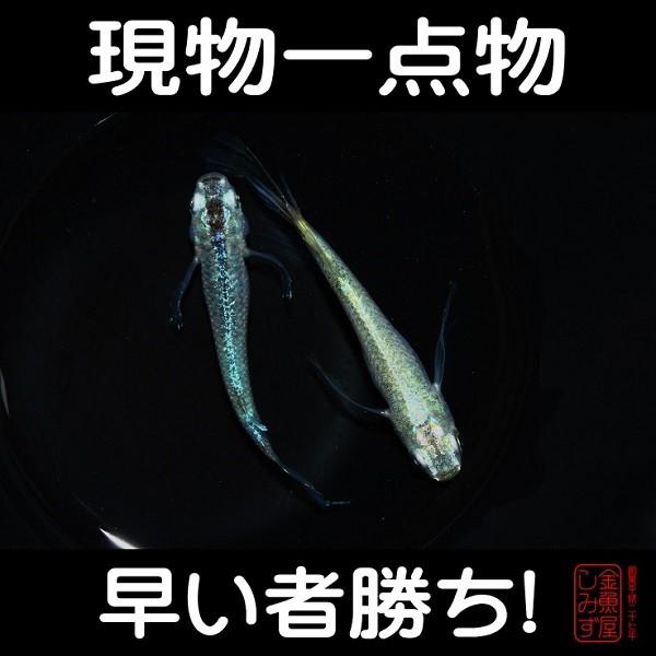 安心発送 メダカ 1ペア 計2匹 No 1 緑光 体外光 現物一点物 メダカ 松井ヒレ長 緑光 松井ヒレ長 繁殖 ペア メス オス めだか 観賞魚生体