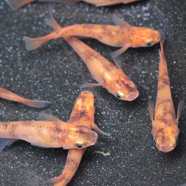 メダカ 錦秋 琥珀錦メダカ 10匹 Me Hk0014 金魚屋しみず Yahoo 店 通販 Yahoo ショッピング