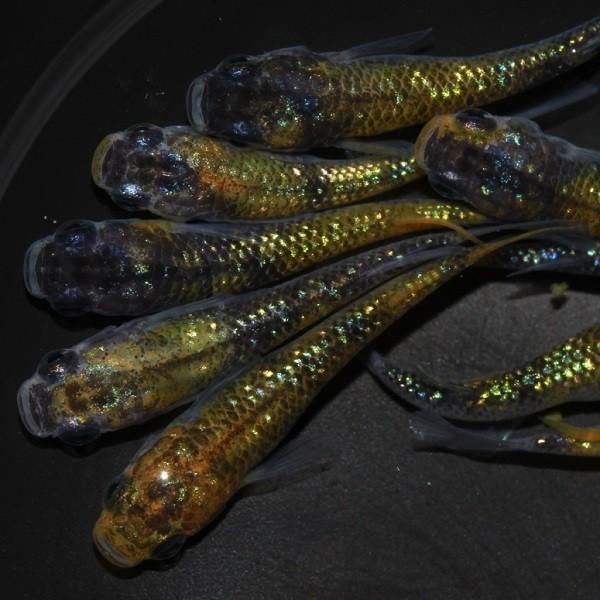 上質で快適 メダカ 夜桜 3匹 上質で快適 Turningheadskennel Com