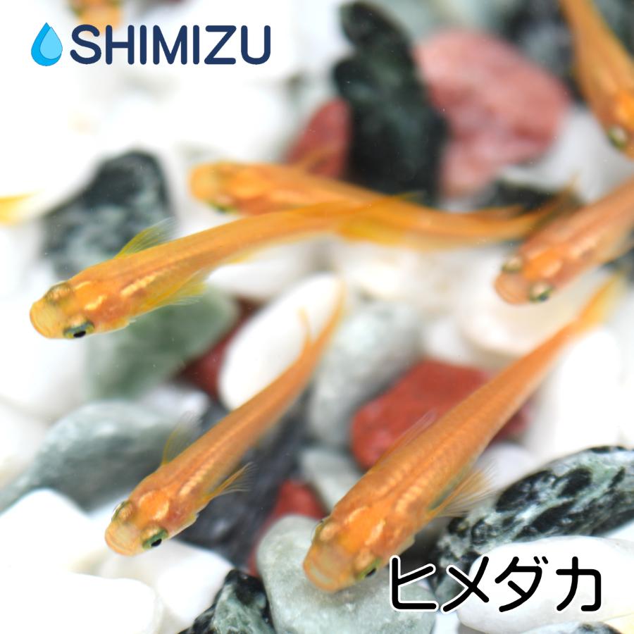メダカ/ヒメダカ 10匹/エサ・イベント向け :ME-HM0001:金魚屋しみず Yahoo!店 - 通販 - Yahoo!ショッピング メダカ/ヒメダカ 10匹/エサ・イベント向け :ME-HM0001:金魚屋しみず Yahoo!店 - 通販 - Yahoo!ショッピング