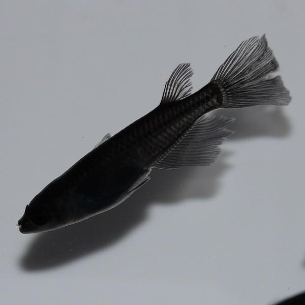 安値 メダカ サタン 松井ヒレ長オロチ 1匹 Shipsctc Org