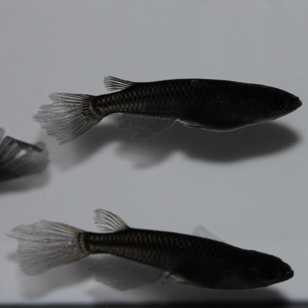 メダカ サタン 松井ヒレ長オロチ 3匹 Me Lf0002 金魚屋しみず Yahoo 店 通販 Yahoo ショッピング