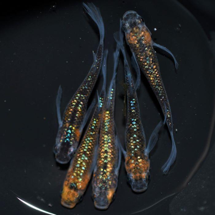 メダカ 忘却の翼 5匹 Me Lf0013 金魚屋しみず Yahoo 店 通販 Yahoo ショッピング