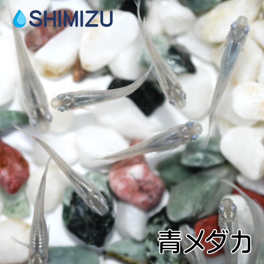 メダカ 青メダカ 5ペア オス5匹 メス5匹 繁殖セット Me Pr0002 金魚屋しみず Yahoo 店 通販 Yahoo ショッピング