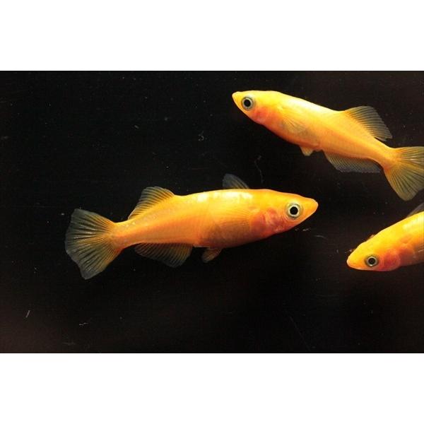 メダカ 東天光 楊貴妃ヒカリメダカ 3ペア オス3匹 メス3匹 繁殖セット