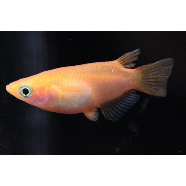 メダカ 楊貴妃半ダルマ 5ペア オス5匹 メス5匹 繁殖セット Me Pr0042 金魚屋しみず Yahoo 店 通販 Yahoo ショッピング