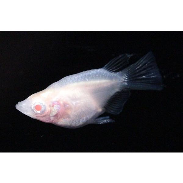 超高品質で人気の 3ペア 6匹 アルビノダルマメダカ 繁殖セット 3ペア オス3匹 メス3匹 繁殖セット メダカ アルビノダルマメダカ 観賞魚生体 Www Ksc Kcf Org