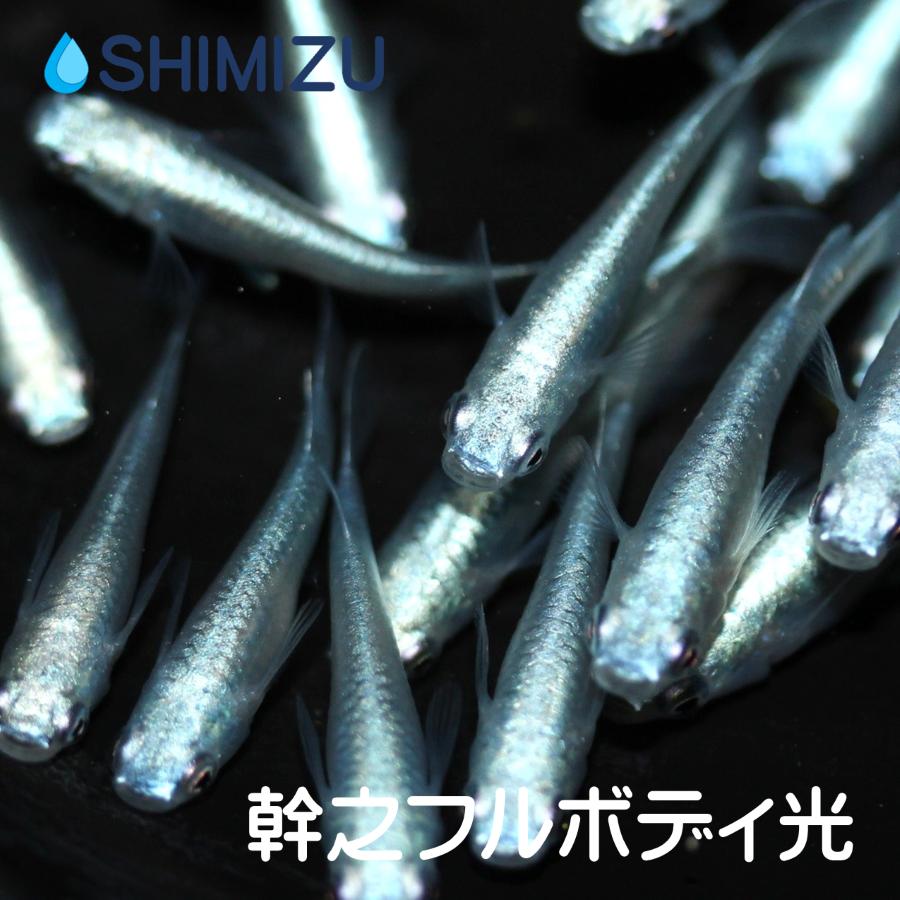 メダカ 青幹之 フルボディ光 1ペア オス1匹 メス1匹 繁殖セット Me Pr0055 金魚屋しみず Yahoo 店 通販 Yahoo ショッピング
