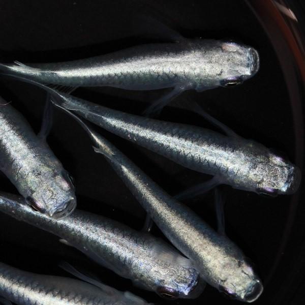 メダカ 青幹之 フルボディ光 1ペア オス1匹 メス1匹 繁殖セット Me Pr0055 金魚屋しみず Yahoo 店 通販 Yahoo ショッピング