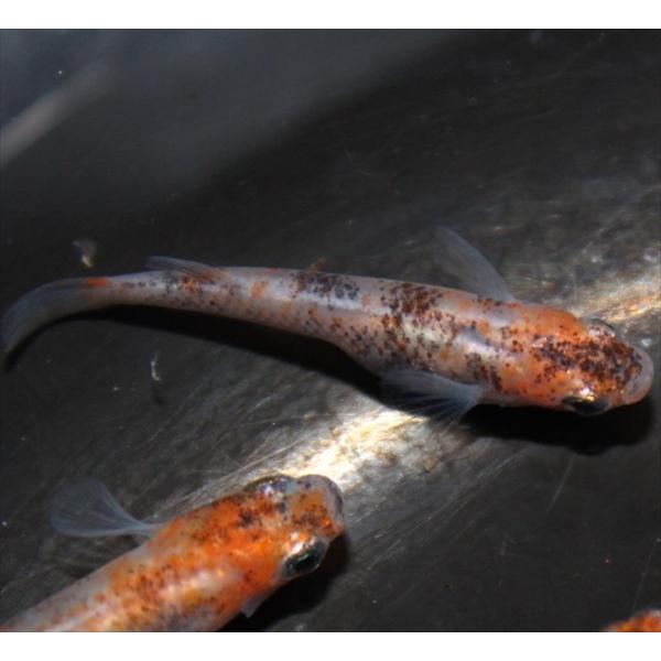 代引不可 メダカ 朱赤透明鱗三色メダカ 3ペア オス3匹 メス3匹 繁殖セット 安心の定価販売 Zoetalentsolutions Com