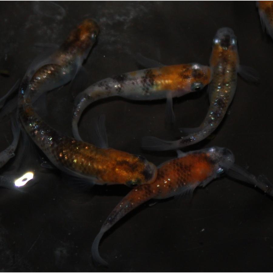 数量限定 メダカ 三色ラメ幹之 2ペア オス2匹 メス2匹 繁殖セット 限定価格セール Www Aqtsolutions Com