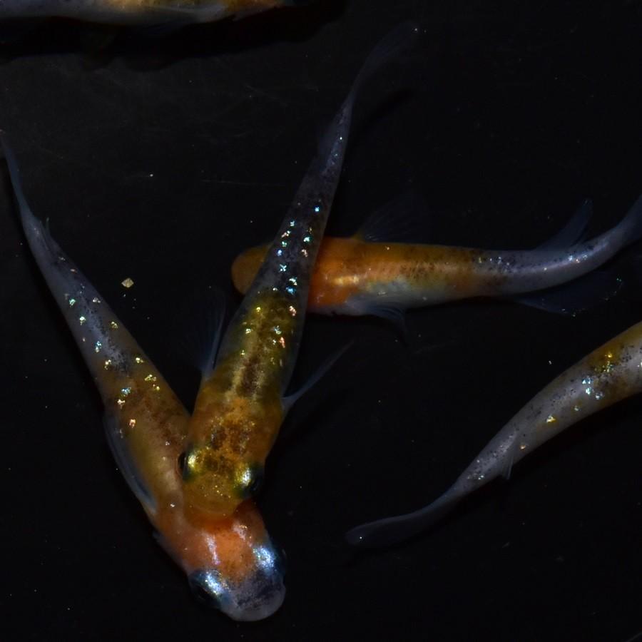 メダカ 三色ラメ幹之 3ペア オス3匹 メス3匹 繁殖セット Me Pr0109 金魚屋しみず Yahoo 店 通販 Yahoo ショッピング